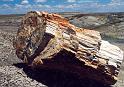 M001 Petrified Forest